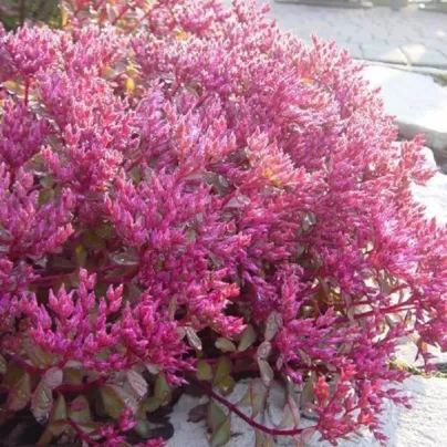 Rozchodník pochybný Voodoo - Sedum spurium - osivo rozchodníku - 50 ks