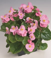 Begonie Super Olympia Pink F1 - Begonia semperflorens - osivo begónie - 20 ks