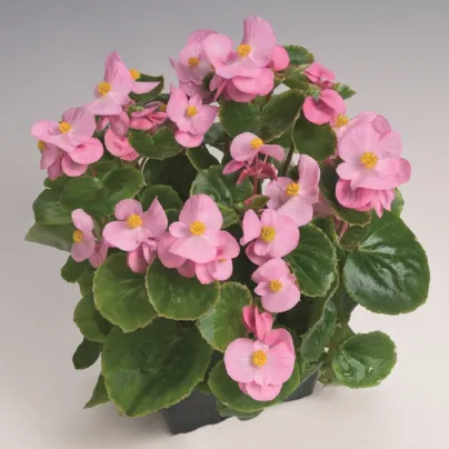 Begonie Super Olympia Pink F1 - Begonia semperflorens - osivo begónie - 20 ks