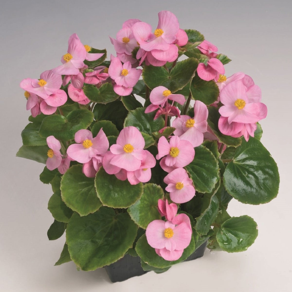 Begonie Super Olympia Pink F1 - Begonia semperflorens - osivo begónie - 20 ks