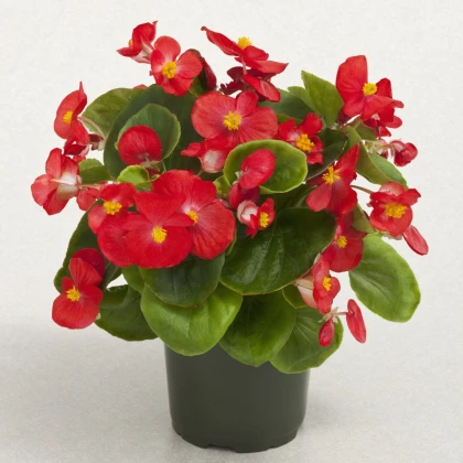 Begonie Super Olympia červená F1 - Begonia semperflorens - osivo begónie - 12 ks