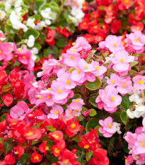 Begónie Coctail - Begonia semperflorens - osivo begónie - 12 ks