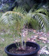 Palma - Dypsis prestoniana - osivo palmy - 3 ks
