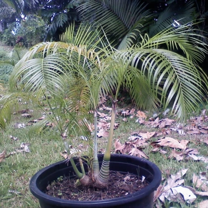 Palma - Dypsis prestoniana - osivo palmy - 3 ks