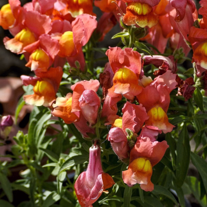 Hledík nízký dvoukvětý Twinny Bronze - Antirrhinum majus - osivo hledíku - 20 ks