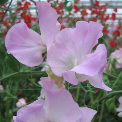 Hrachor Winter Sunshine - Lathyrus odoratus - osivo hrachoru - 12 ks