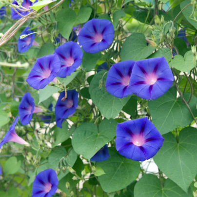 BIO Povíjnice fialová - Ipomoea purpurea - bio osivo povíjnice - 15 ks