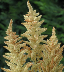 Laskavec Autumn Touch - Amaranthus caudatus - osivo laskavce - 270 ks
