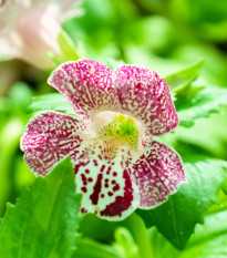 Kejklířka tečkovaná White Blotch - Mimulus - osivo kejklířky - 20 ks