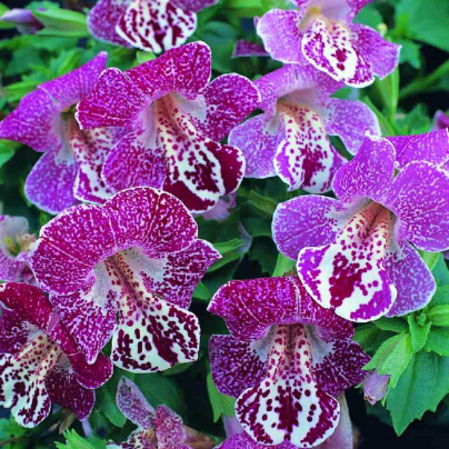 Kejklířka tečkovaná White Flame - Mimulus - osivo kejklířky - 20 ks