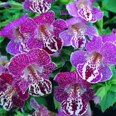 Kejklířka tečkovaná White Flame - Mimulus - osivo kejklířky - 20 ks