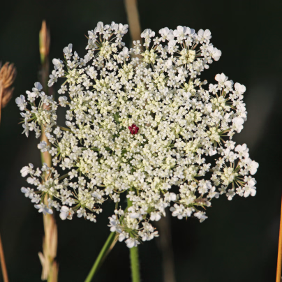 Mrkev Wildform - Daucus carota - osivo mrkve - 250 ks