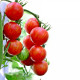 BIO Rajče Tigerella - Solanum lycopersicum - bio osivo rajčat - 6 ks