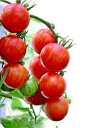 BIO Rajče Tigerella - Solanum lycopersicum - bio osivo rajčat - 6 ks