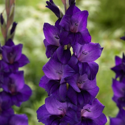 Gladiol Purple Flora - Gladiolus - hlízy gladiol - 3 ks