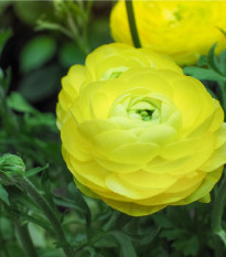Pryskyřník žlutý plnokvětý - Ranunculus asiaticus - hlízy pryskyřníků - 3 ks