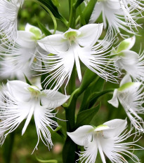 Ptačí orchidej - Habenaria radiata - cibulky ptačí orchideje - 1 ks