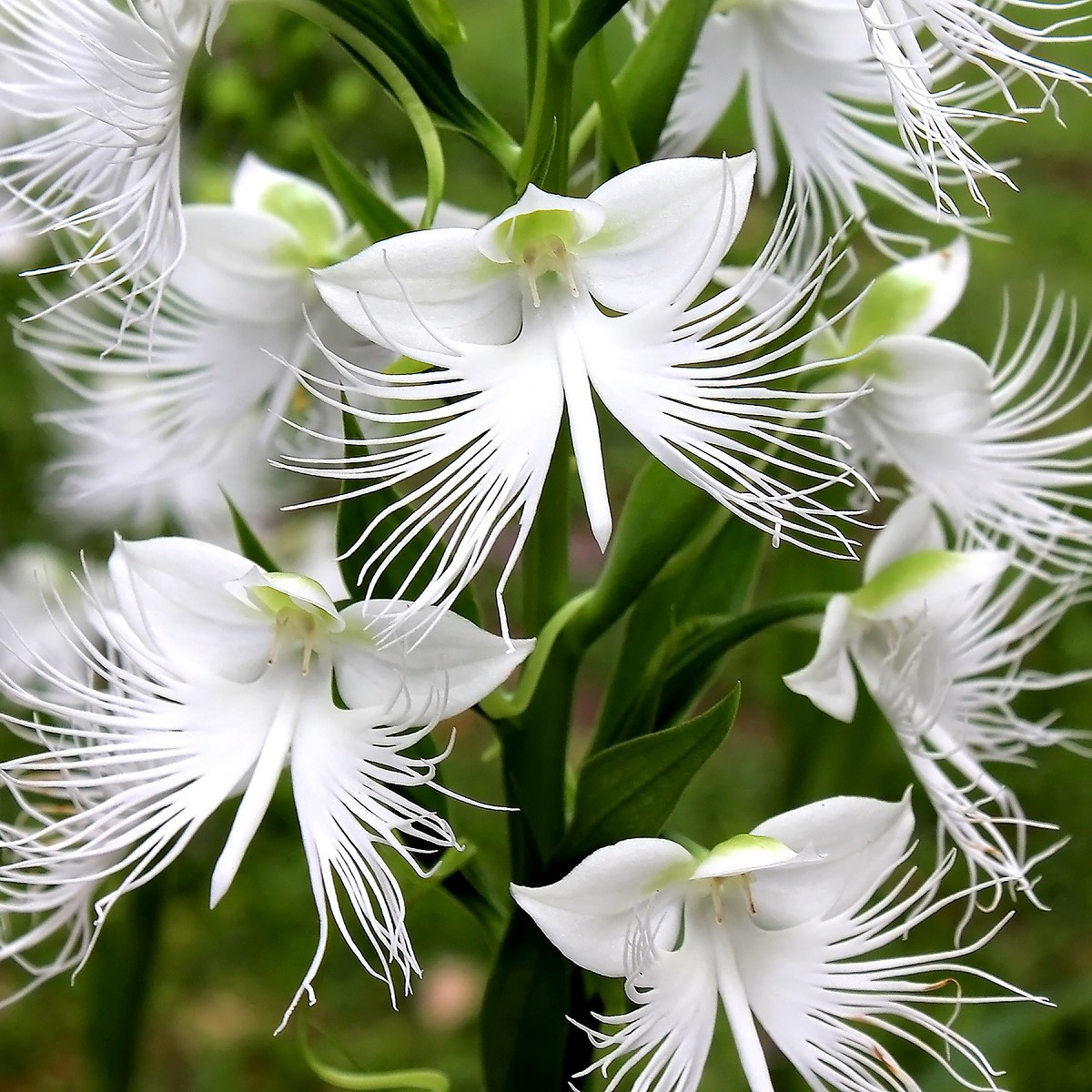 Ptačí orchidej - Habenaria radiata - cibulky ptačí orchideje - 1 ks