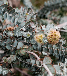 Eucalyptus cinerea - Eucalyptus cinerea - osivo eukalyptu - 8 ks