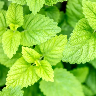 Meduňka Limoncello - Melissa officinalis - osivo meduňky - 20 ks