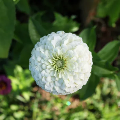 Ostálka Zinderella White - Zinnia elegans - osivo ostálky - 20 ks
