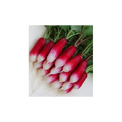 BIO Ředkev francouzská červenobílá - semena ředkve - 0,3 g