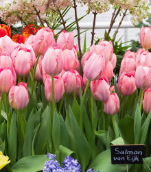 Tulipán Van Eijk - Tulipa - cibule tulipánů - 3 ks
