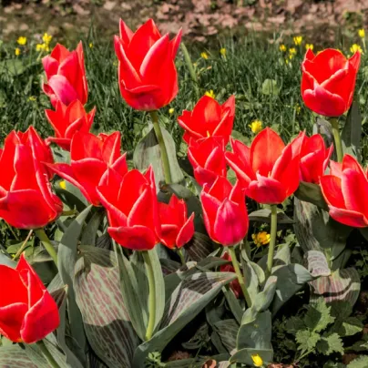Tulipán Oriental Beauty - Tulipa - cibule tulipánů - 3 ks