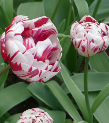 Tulipán Carnaval de Nice - Tulipa - cibule tulipánů - 3 ks