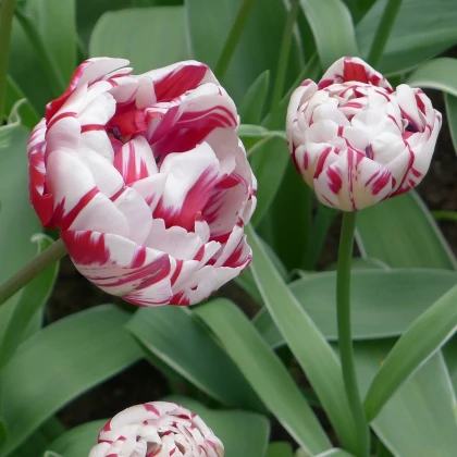 Tulipán Carnaval de Nice - Tulipa - cibule tulipánů - 3 ks