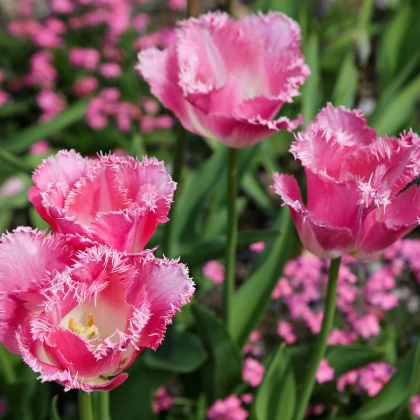 Tulipán Fancy Frills - Tulipa - cibule tulipánů - 3 ks