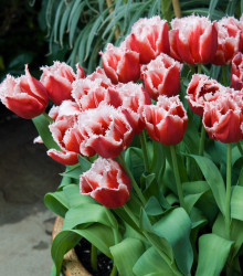 Tulipán Canasta - Tulipa Canasta - cibule tulipánů - 3 ks