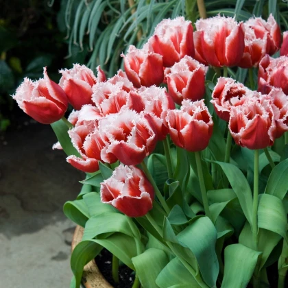 Tulipán Canasta - Tulipa - cibule tulipánů - 3 ks
