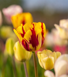 Tulipán Washington - Tulipa Washington - cibule tulipánu - 3 ks