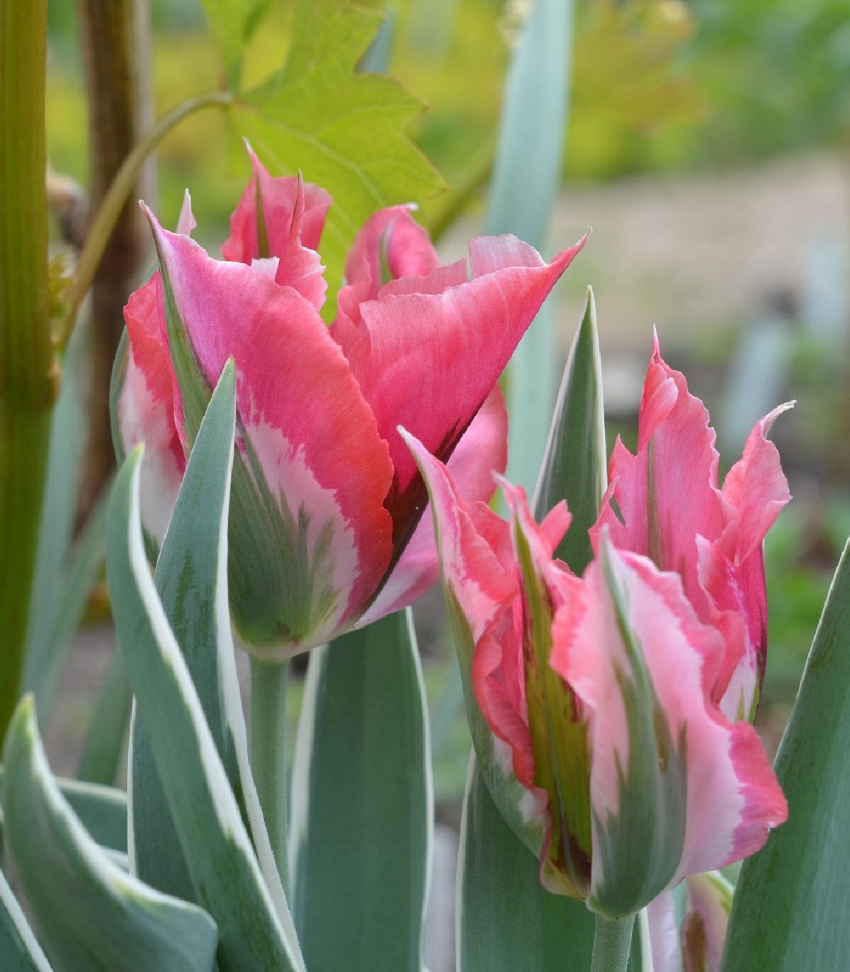 Tulipán Esperanto - Tulipa - cibule tulipánů - 3 ks