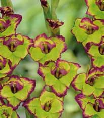 Gladiol Flevo - Gladiolus - hlízy gladiol - 3 ks