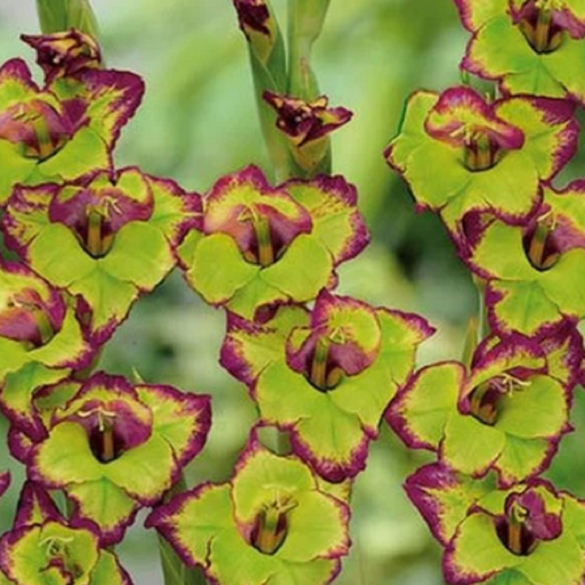 Gladiol Flevo - Gladiolus - hlízy gladiol - 3 ks