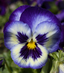 Maceška modrobílá Hiemalis - Viola wittrockiana - osivo macešky - 200 ks
