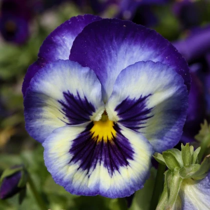 Maceška modrobílá Hiemalis - Viola wittrockiana - osivo macešky - 200 ks