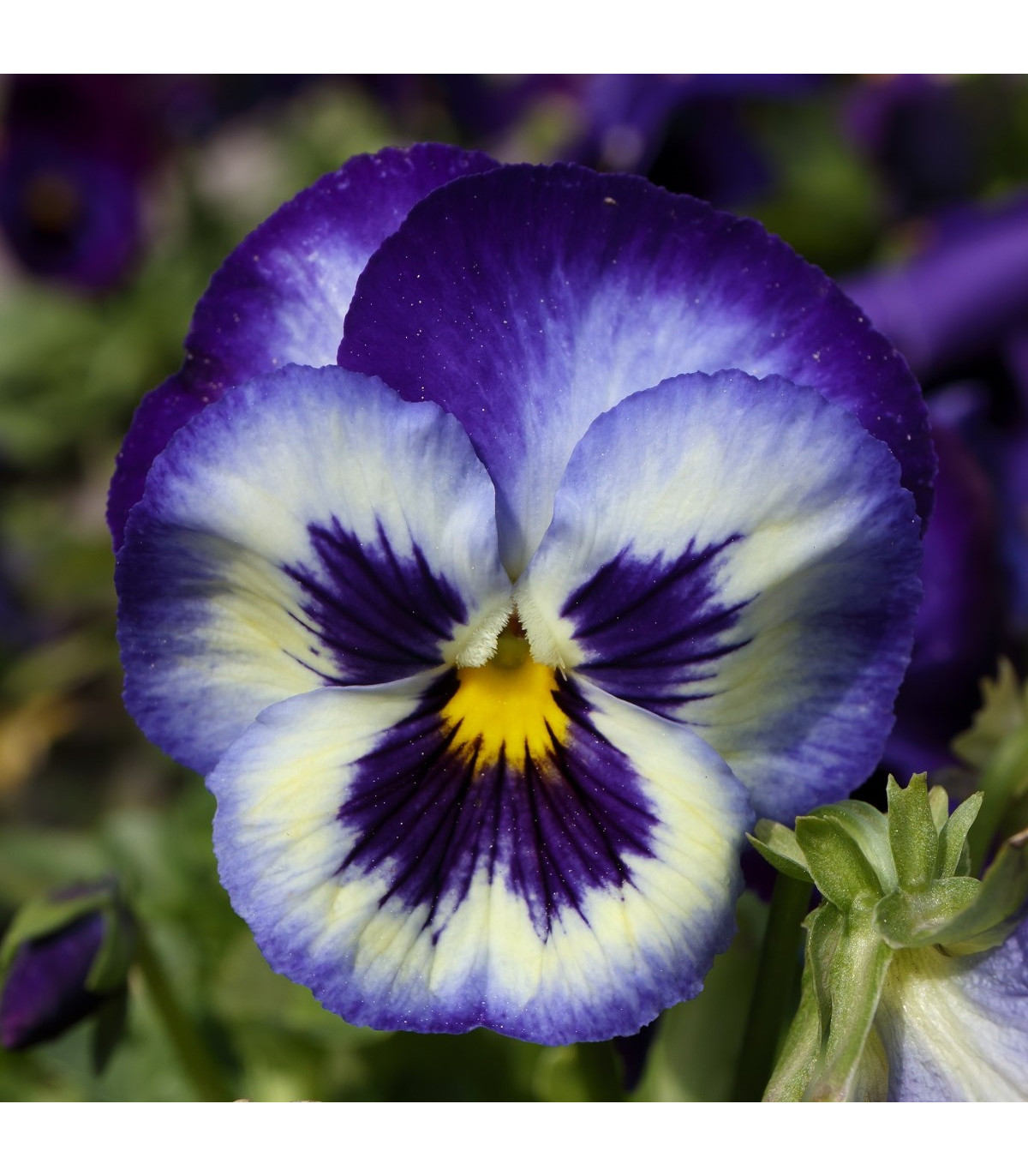Maceška Hiemalis modrobílá - Viola wittrockiana - osivo macešky - 200 ks