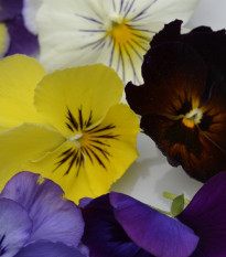 Maceška zahradní holandská směs - Viola wittrockiana - osivo macešky - 200 ks