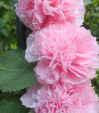 Topolovka růžová Chaters - Alcea rosea - osivo topolovky -  7 ks