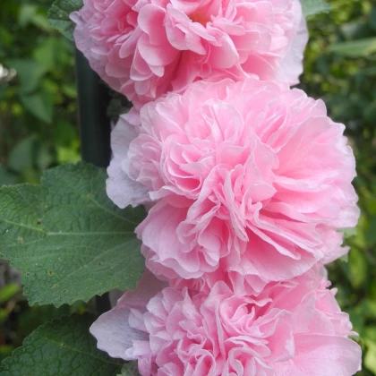 Topolovka růžová Chaters - Alcea rosea - osivo topolovky -  7 ks
