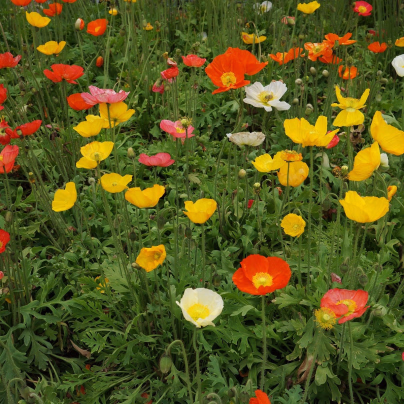 Mák islandský směs - Papaver nudicaule - osivo máku - 50 ks