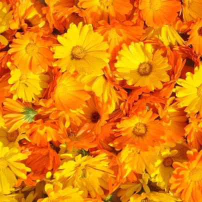 Měsíček lékařský Pacific Beauty Směs - Calendula officinalis - osivo měsíčku - 30 ks