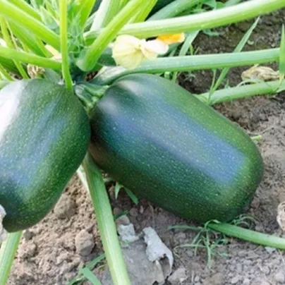 Cuketa Green Griller F1 - Cucurbita pepo - osivo cukety - 5 ks