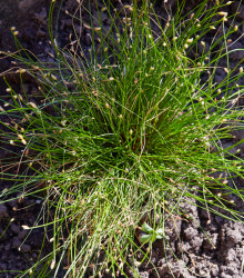 Isolepis Live Wire - Isolepis cernua - osivo okrasných trav - 10 ks