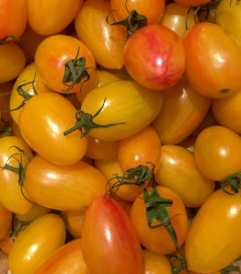 Rajče Artisan Blush Tiger – Lycopersicon esculentum – osivo rajčat