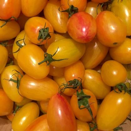 Rajče Artisan Blush Tiger - Solanum lycopersicum - osivo rajčat - 6 ks