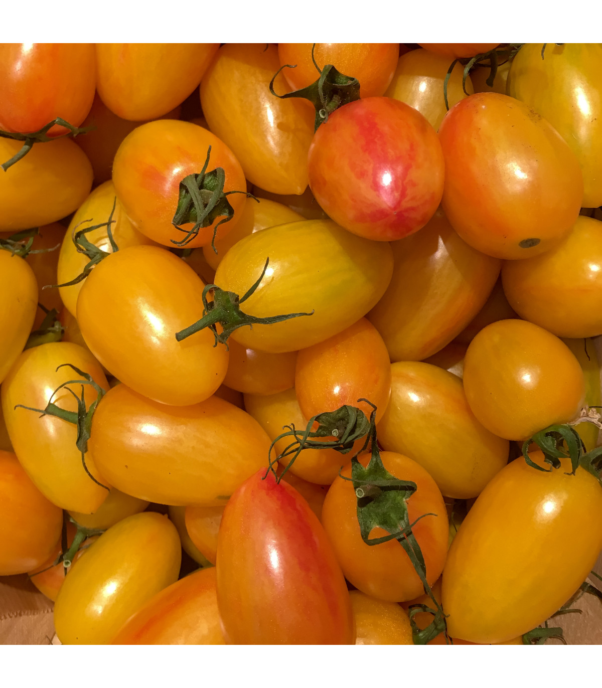 Rajče Artisan Blush Tiger - Solanum lycopersicum - osivo rajčat - 6 ks